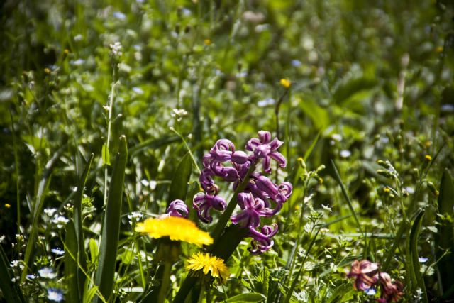 N/A Natura Fiori 