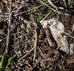 N/A Animali Natura Vipera Serpente 