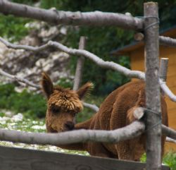 Spiazzi (Vr) Animali Natura 