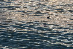 Marina di Ravenna Mare Natura 