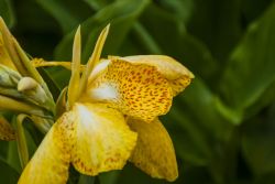 Valeggio sul Mincio (Vr) Fiori Natura Parco Sigurà