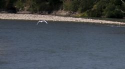 Savignano (Mo) Uccelli Fiume Panaro Natura 