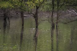 Nago (Tn) Lago di Loppio Natura Animali Anatra 