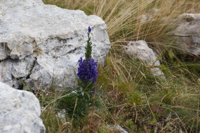 Monte Baldo Fiori Natura 