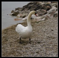 Sirmione (Bs) Cigno Lago 