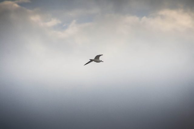 Rimini Uccelli Natura Cielo 