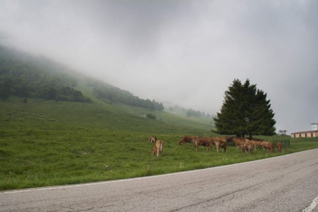 Monte Baldo Panorama Natura Mucche animali 