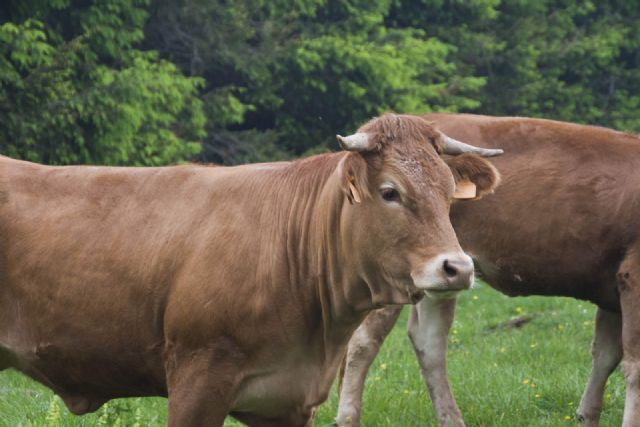 Monte Baldo Mucche Natura Animali 