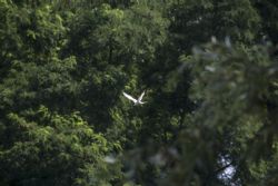 Savignano (Mo) Fiume Panaro Uccelli Natura 