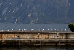 Limone (Bs) Gabbiani Natura Uccelli Lago 