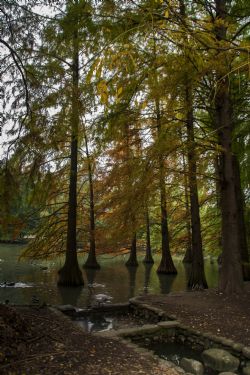 Faenza Natura Acqua Laghetto Autunno Piante americane presso il Parco Bucci a Faenza