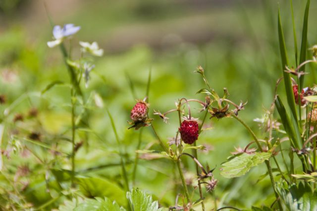 N/A Fragola Frutto Natura 