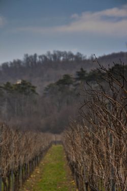 Negrar (Vr) Natura Vigna HDR 