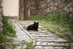 Spello Umbria Vie Monumenti Gatto 