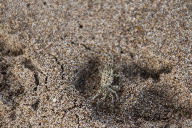 Brasile Mare Natura Granchio 