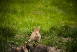 Faenza Conigli Natura Parco Conigli presso il Parco Bucci